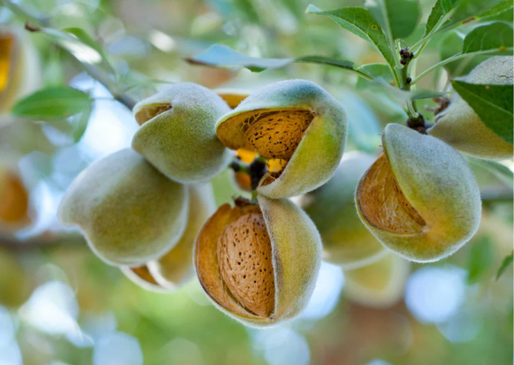 RAINTREE NURSERY -RAINTREE NURSERY 1761225632 loai hat duoc danh gia tot bac nhat the gioi o viet nam trong bat ngan 76247 width1200height851