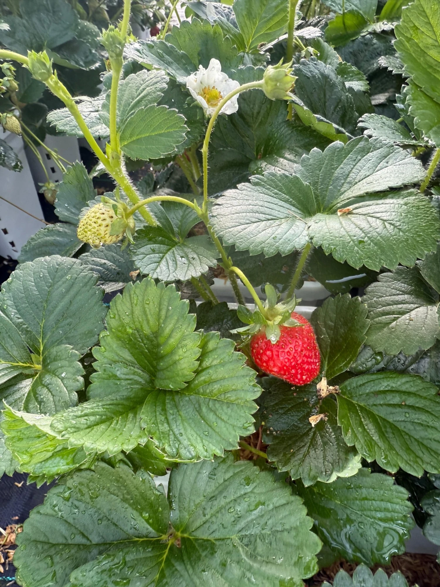 Bushel And Berry® Snowy Belle™ & Rosy Belle Strawberry (Twin Pack) 1 Bushel And Berry® Snowy Belle™ & Rosy Belle Strawberry (Twin Pack)