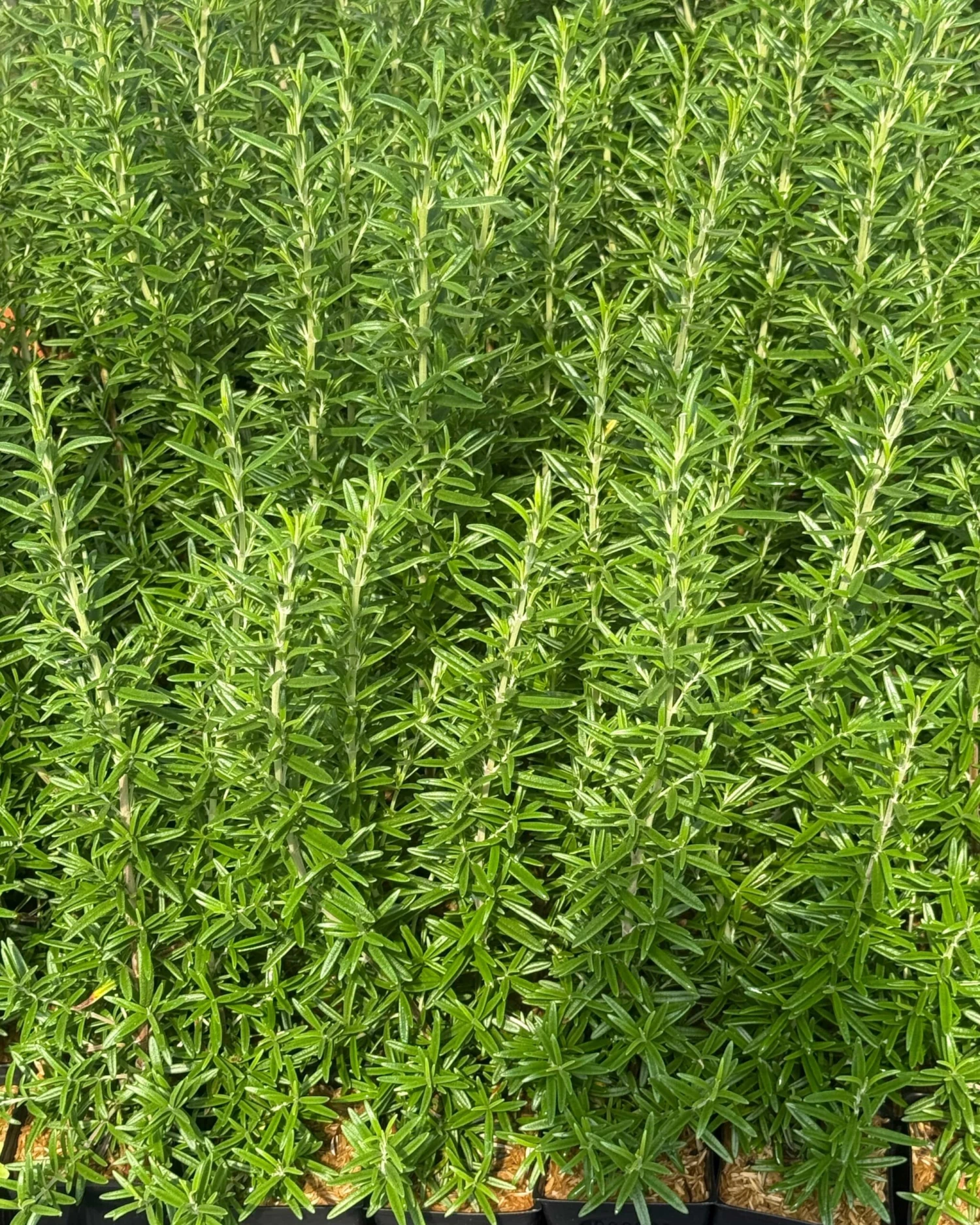 Spice Island Rosemary 1 Spice Island Rosemary