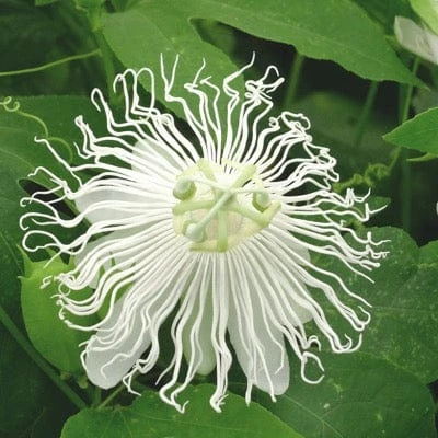Passiflora SnowPop™ 1 Passiflora SnowPop™
