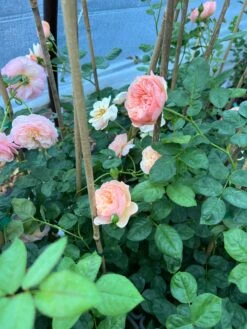 FLAVORETTE™ Honey-Apricot Rose 7 FLAVORETTE™ Honey-Apricot Rose -RAINTREE NURSERY 95C1F9D3 27F1 459E AB0B 920C2758323B