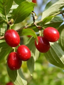 Coral Blaze™ Cornus Mas