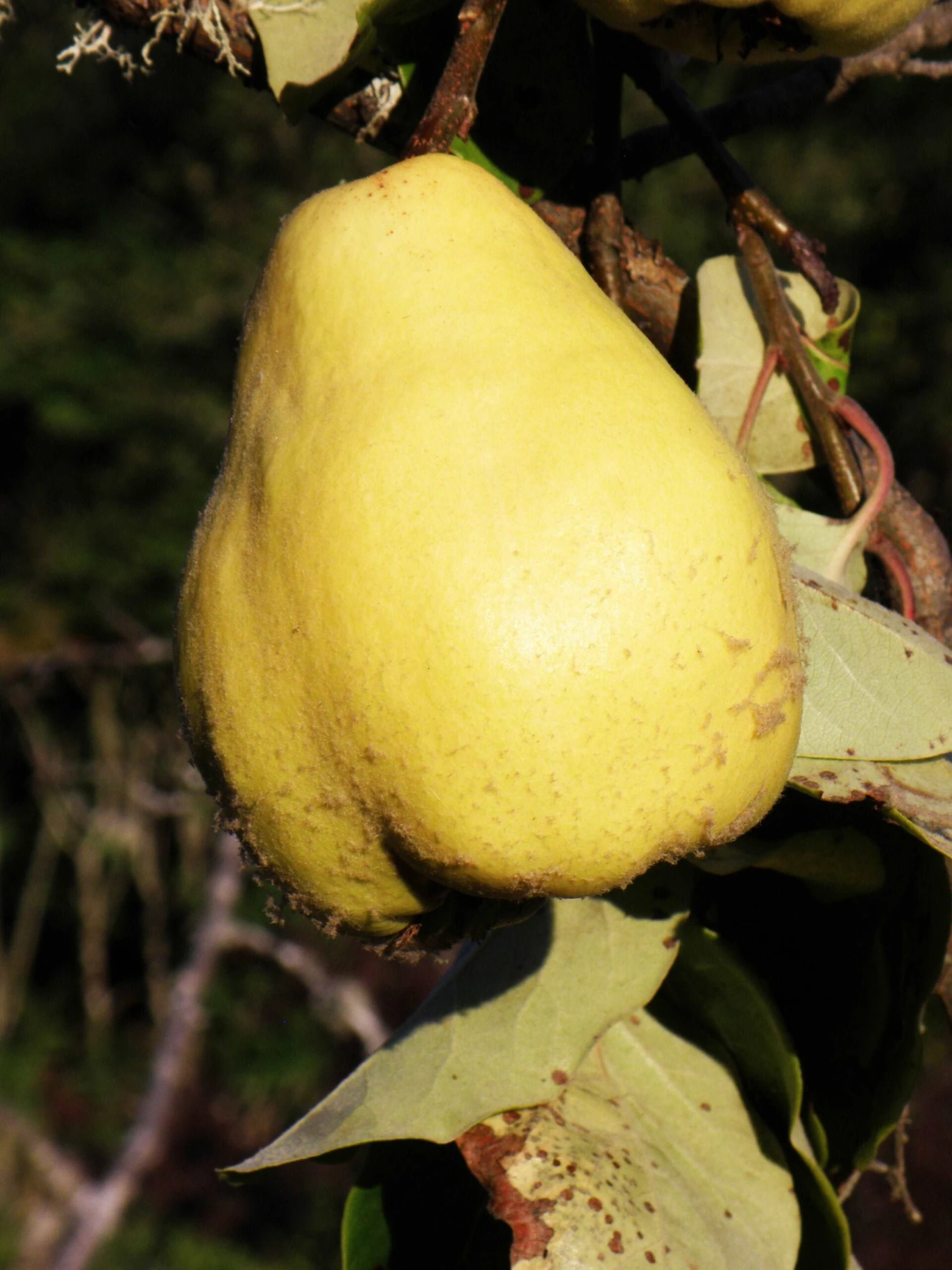 Havran Turkish Quince 1 Havran Turkish Quince