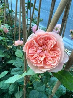 FLAVORETTE™ Honey-Apricot Rose 6 FLAVORETTE™ Honey-Apricot Rose -RAINTREE NURSERY D523EFDA 5A0E 479B 842A 2757DCD6376E