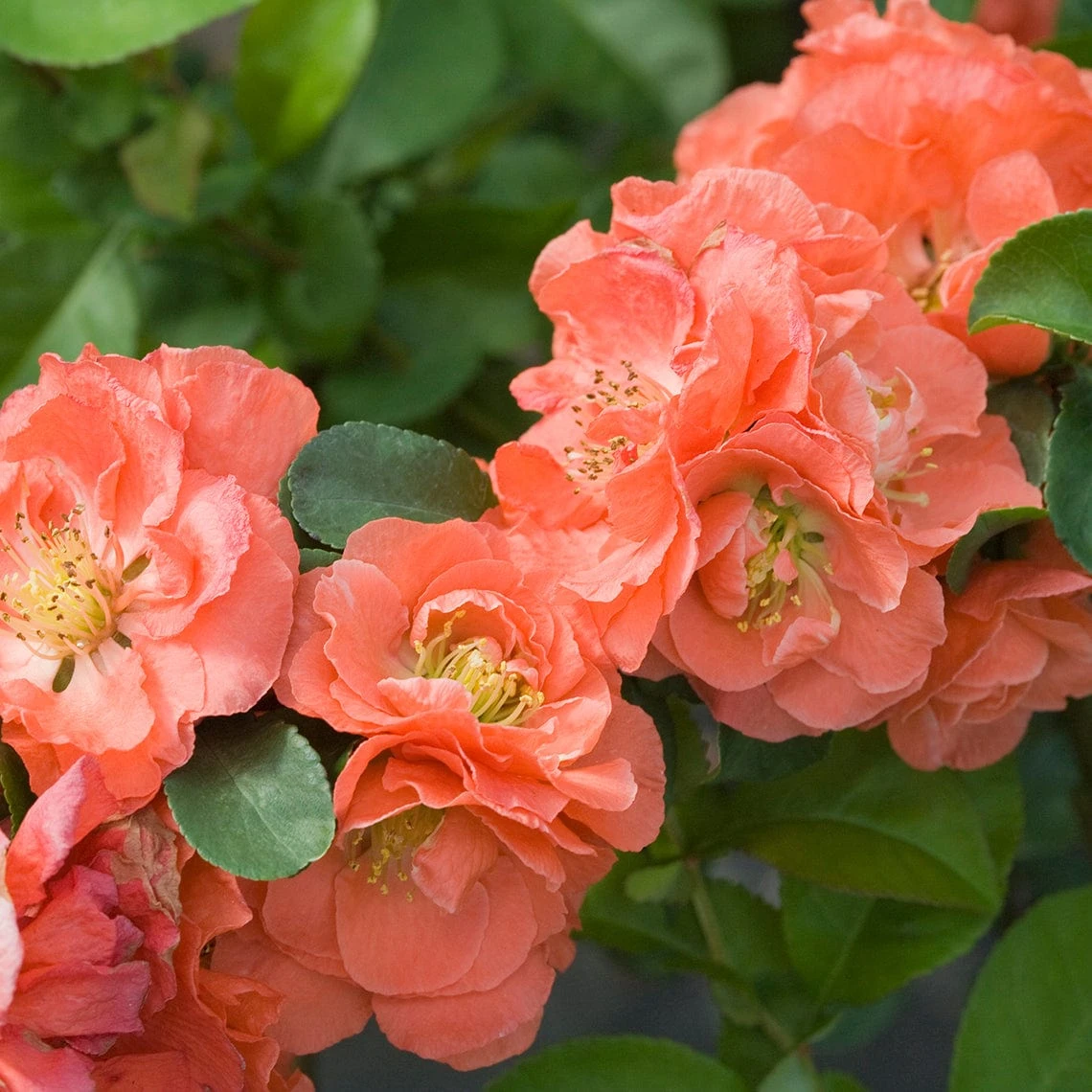 Double Take® Peach Flowering Quince 1 Double Take® Peach Flowering Quince
