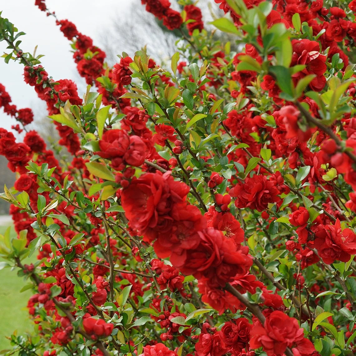 Double Take® Scarlet Flowering Quince 1 Double Take® Scarlet Flowering Quince