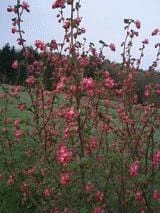 Pulborough Scarlet Flowering Currant
