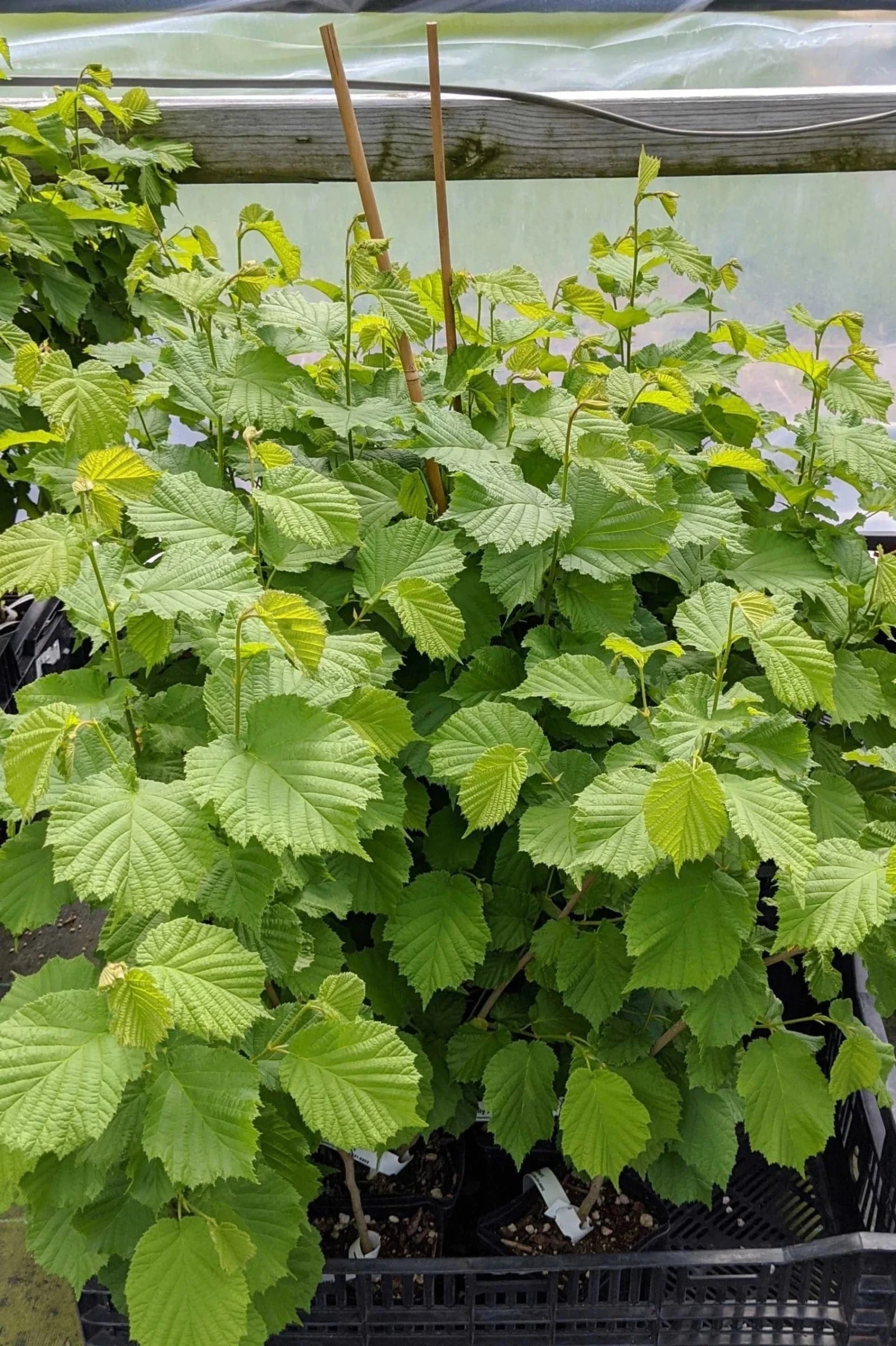 Raritan Filbert 1 Raritan Filbert