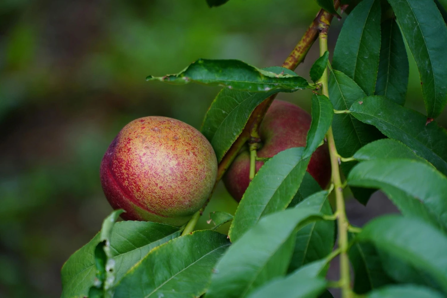 Freckle Face Nectarine 1 Freckle Face Nectarine