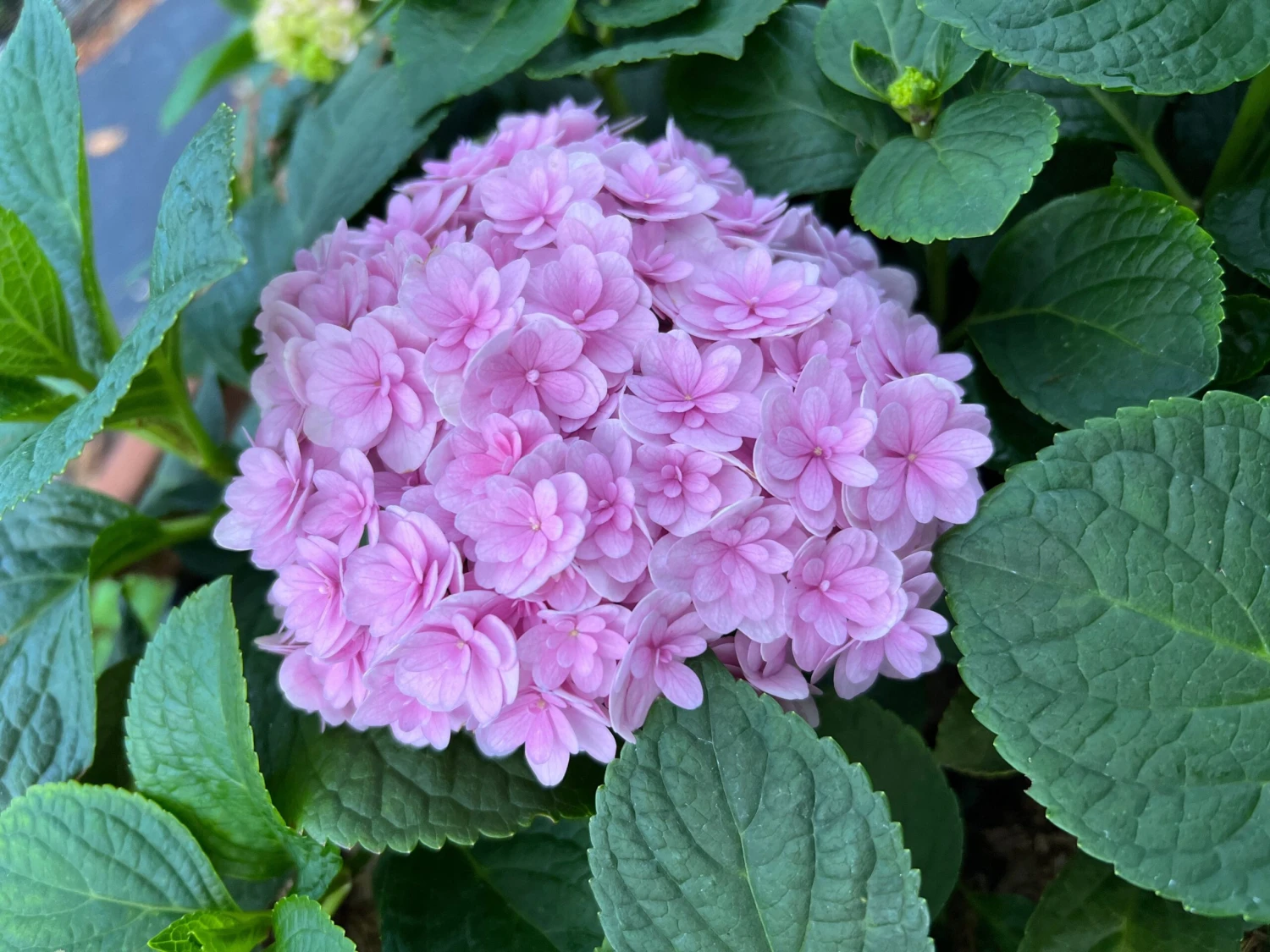 Double Down® Hydrangea 2 Double Down® Hydrangea - Image 2