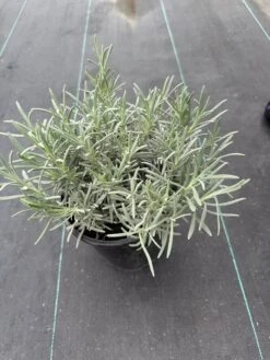 Alpha Bridget Chloe Lavender