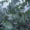 Silver Dollar Gum Eucalyptus