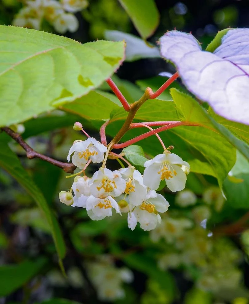 74-32 Hardy Male Kiwi 1 74-32 Hardy Male Kiwi