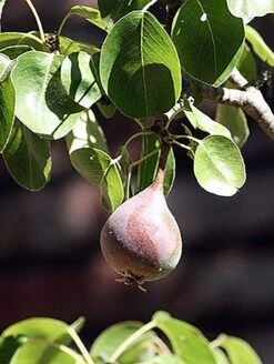 Moonglow Pear -RAINTREE NURSERY MoonGlow Pyrus communis leaffruit Jean ccby20 1