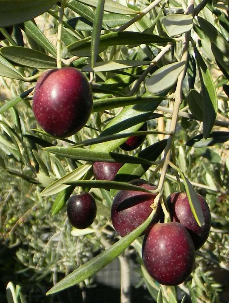 Leccino Olive 1 Leccino Olive