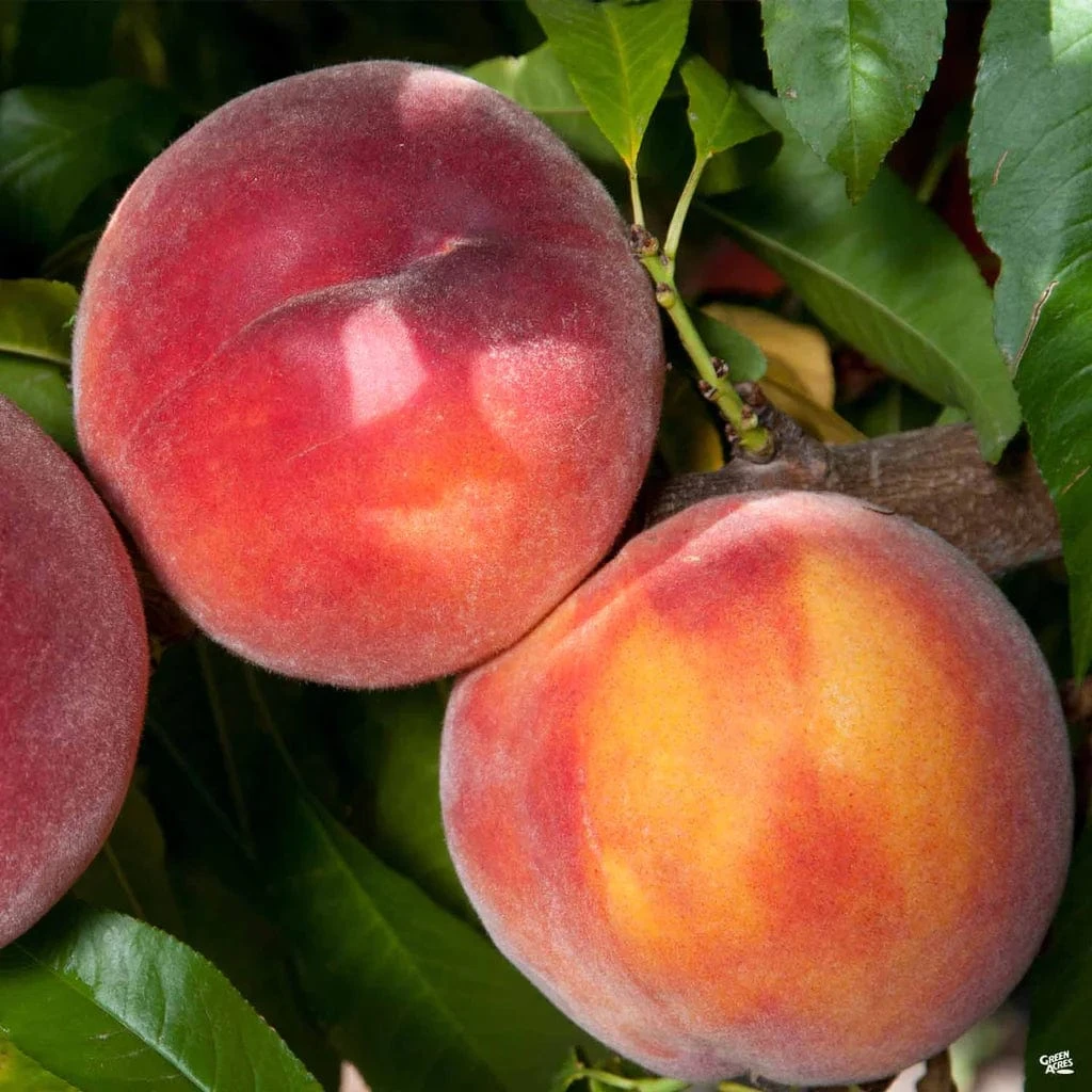 Combination Peach 'Zaiger Pride' (3 Varieties)/Semi Dwarf 1 Combination Peach 'Zaiger Pride' (3 Varieties)/Semi Dwarf