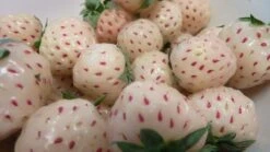 White Carolina Strawberry