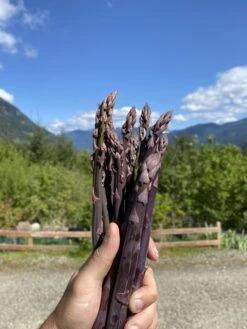 Purple Passion Asparagus