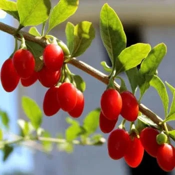 Red Empress™ Goji Berry 1 Red Empress™ Goji Berry