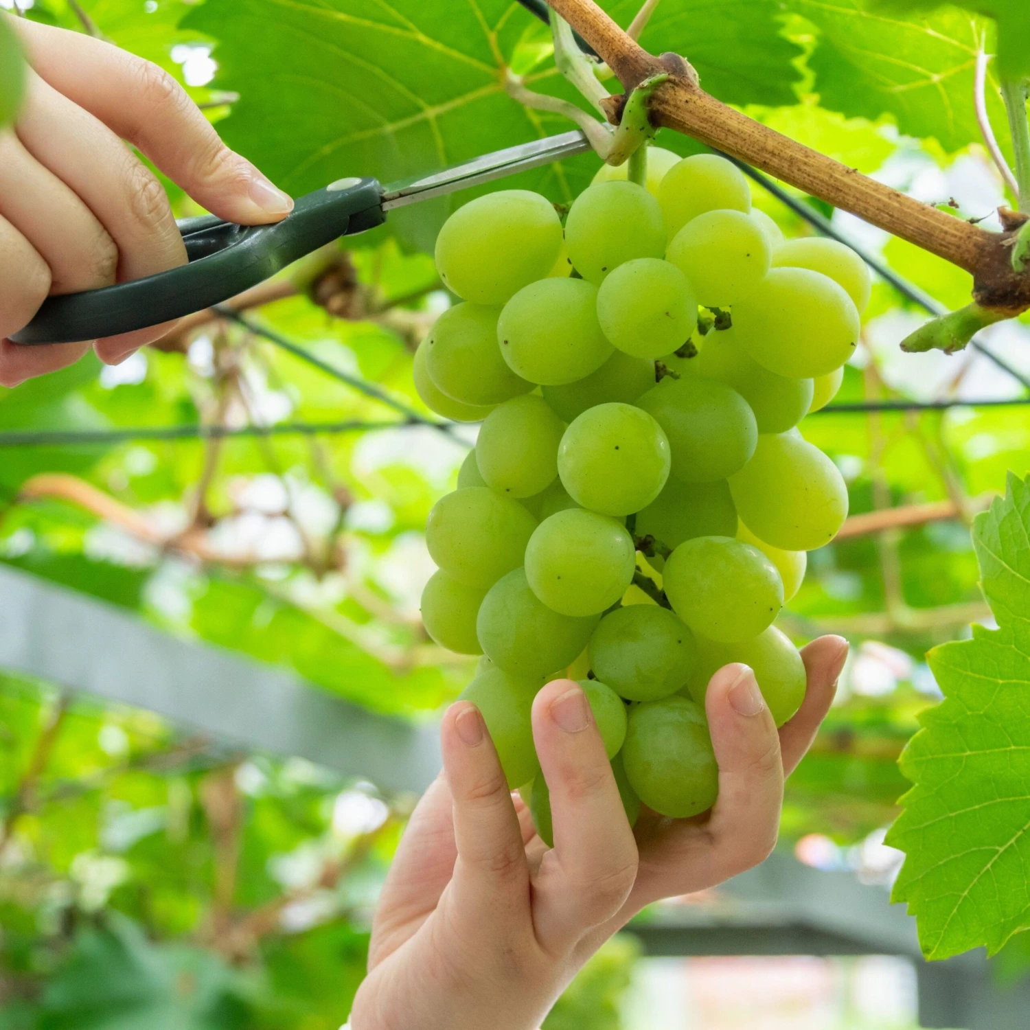 Muscat Of Alexandria Grape 1 Muscat Of Alexandria Grape