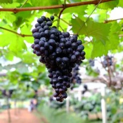 Black Monukka Seedless Grape