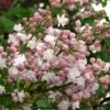 Beauty Of Moscow Lilac