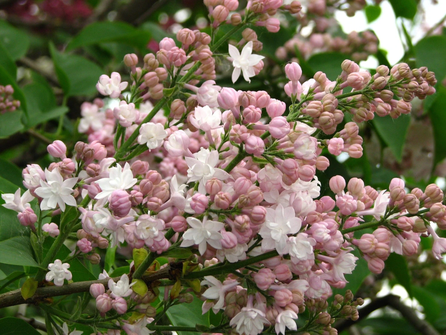 Beauty Of Moscow Lilac 1 Beauty Of Moscow Lilac