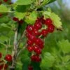 Viking Red Currant