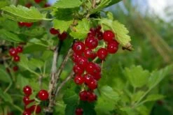 Viking Red Currant