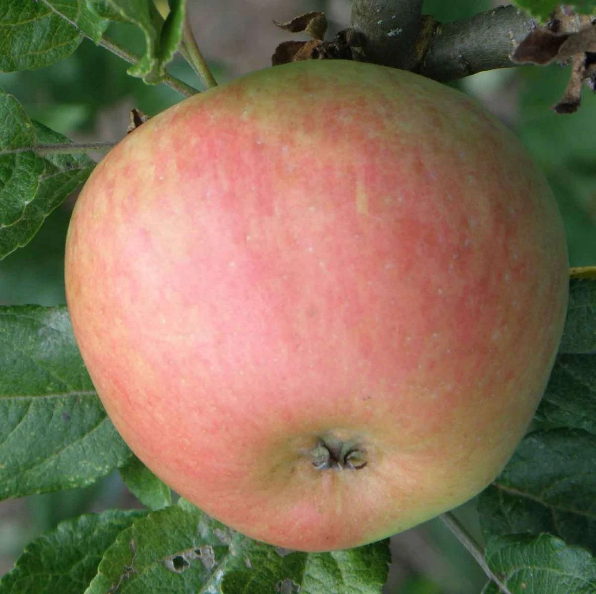 Bardsey Apple 2 Bardsey Apple - Image 2