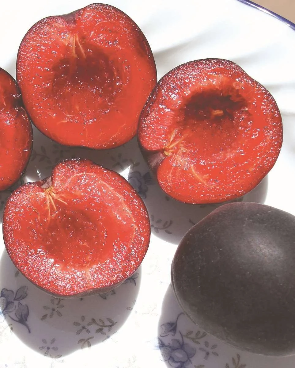 Tlor-Tsiran Apricot 1 Tlor-Tsiran Apricot