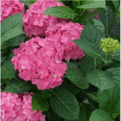 New Products 10 Let's Dance ¡Arriba!® Reblooming Hydrangea