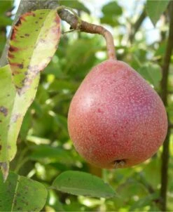 Ayer's European Pear