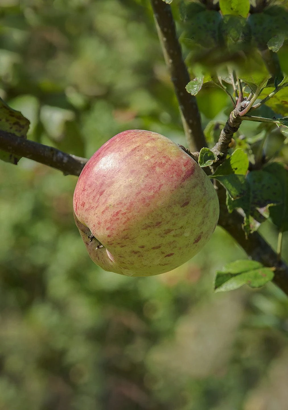 Bardsey Apple 1 Bardsey Apple