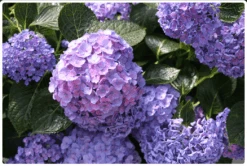 Let's Dance® Blue Jangles® Reblooming Hydrangea -RAINTREE NURSERY bjangle