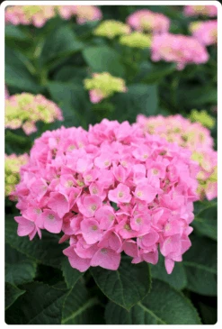 Let's Dance® Blue Jangles® Reblooming Hydrangea -RAINTREE NURSERY bjangle2