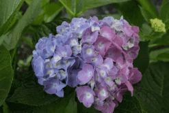 New Products -RAINTREE NURSERY bjangle3