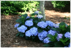 New Products 5 Let's Dance® Blue Jangles® Reblooming Hydrangea