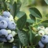 Blue Ribbon Blueberry