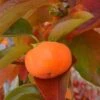 Cardinal™ Persimmon