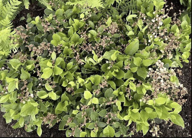 Cascade Carpet Salal 1 Cascade Carpet Salal