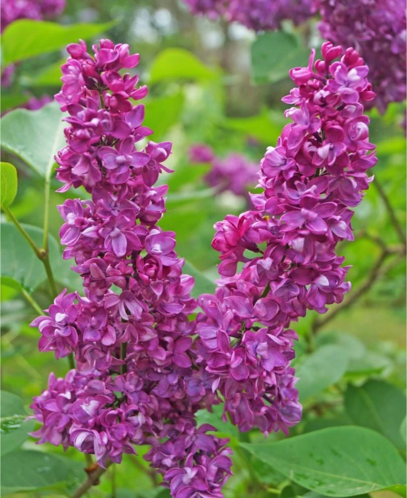Charles Joly Lilac 1 Charles Joly Lilac