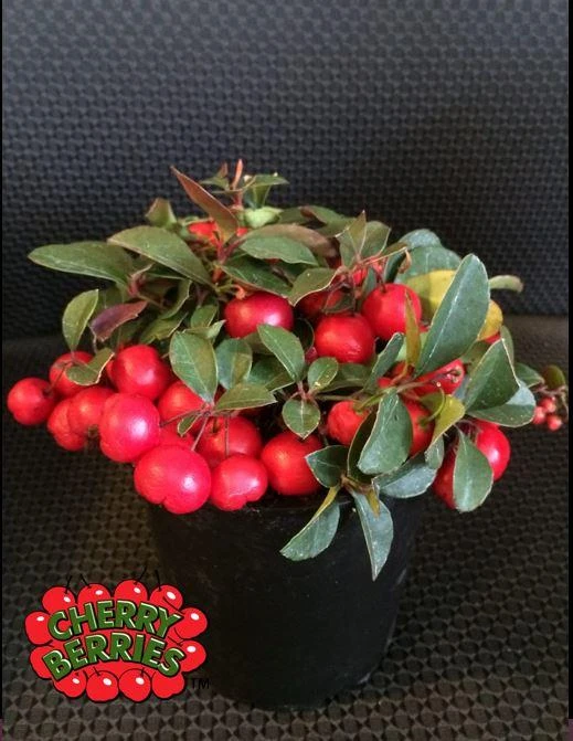 Cherry Berries ™ Wintergreen 1 Cherry Berries ™ Wintergreen