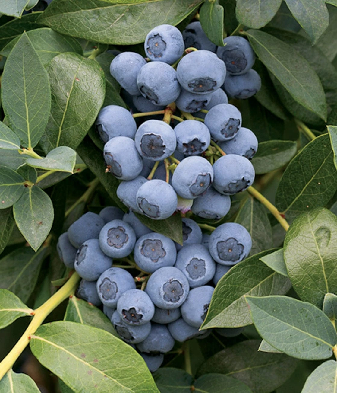 Clockwork Blueberry 1 Clockwork Blueberry