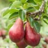 Combo European Pear Tree (3 Varieties)