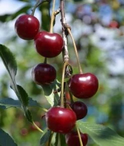 Craig's Crimson Cherry