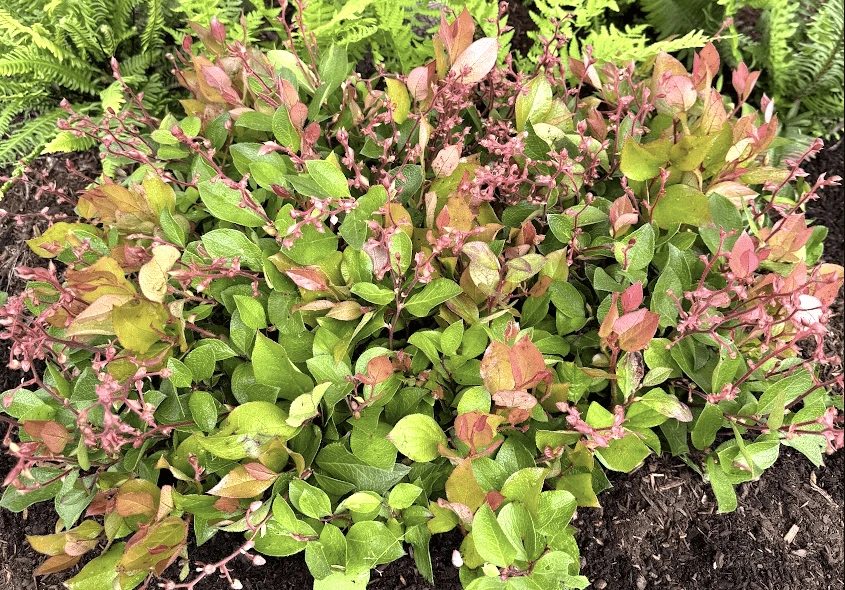 Cascade Sunrise™ Salal 1 Cascade Sunrise™ Salal