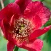 Paeonia Delavayi