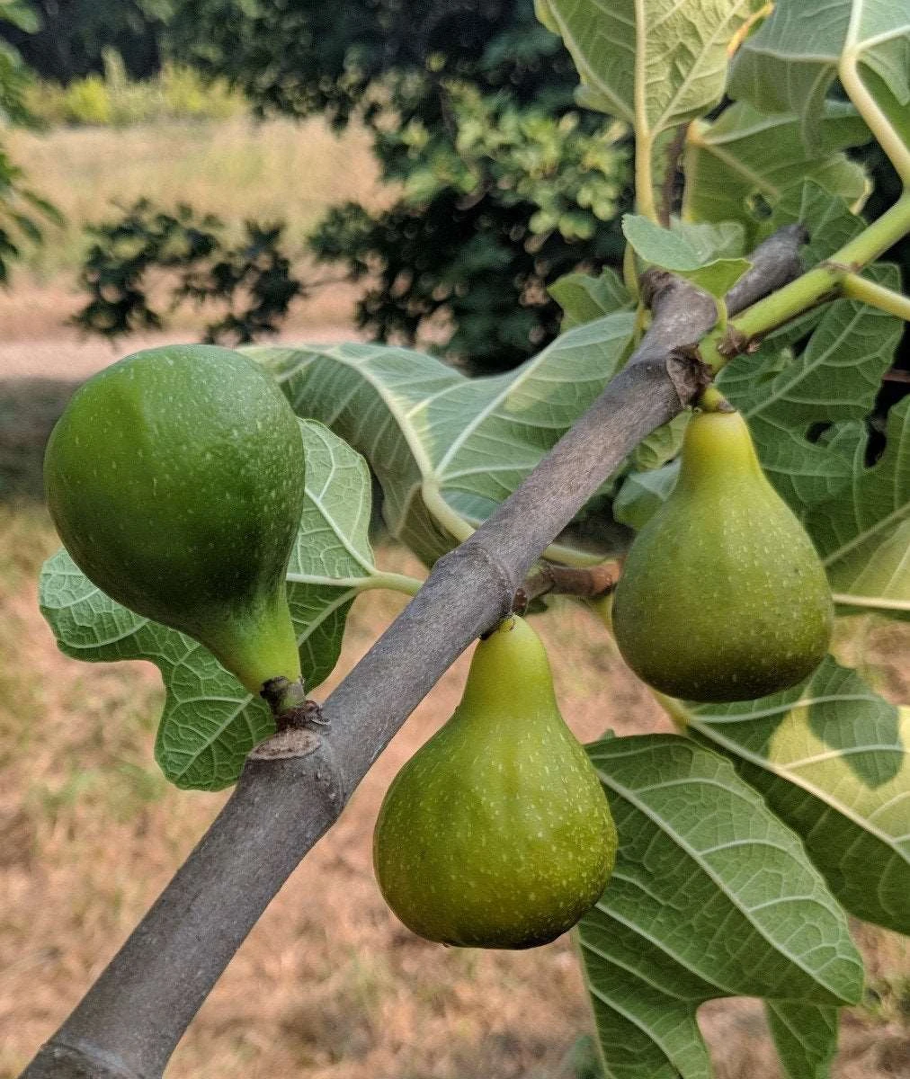 Desert King Fig 1 Desert King Fig