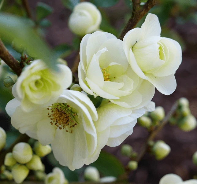 Double Take Eternal White™ Flowering Quince 1 Double Take Eternal White™ Flowering Quince